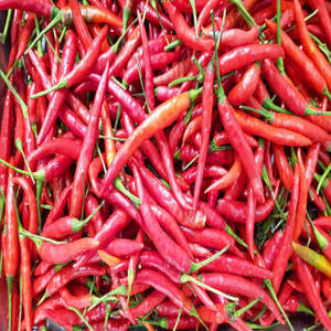 Nouvelle Saison FitTree International Piments Rouges Entiers du Gujarat Indien Sélectionnés, Gousse de Piment Séchée, Épice Commerciale, Vente en Gros Mondiale - Product Image 5