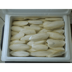 Hueso de sepia, material de concha de sepia seca para decoración de acuarios y accesorio para jaulas de pájaros, proveedor de Vietnam - Product Image 3