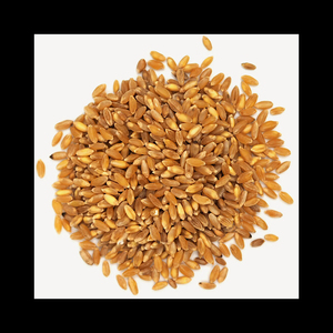 Venta al por Mayor de Granos de Trigo de Primera Calidad, Grado Alimenticio, Calidad Superior, Fabricante Exportador - Product Image 1