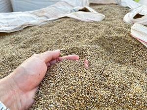 ข้าวฟ่างมุกทองคัดสรรพิเศษ - Product Image 6