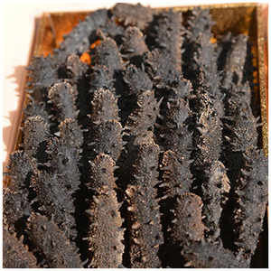 Pepino de mar seco a precio competitivo - Product Image 6