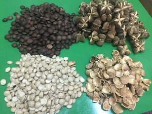 Fournisseur d'huile de Sacha Inchi biologique du Vietnam, vente en gros, marque OEM-Viet Delta, origine Dak Lak, 100% naturelle, durée de conservation de 18 à 24 mois - Product Image 2