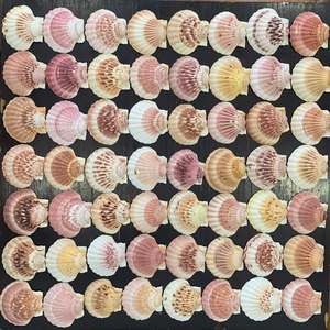 เปลือกหอยเชลล์ทรงกลม เป็นมิตรกับสิ่งแวดล้อม เปลือกหอยเวียดนาม งานแฮนด์เมด ของที่ระลึกทันสมัย ปรับแต่งได้ตามธรรมชาติ - Product Image 5