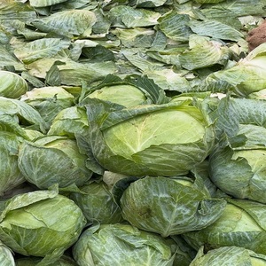 Repollo Verde Orgánico al por Mayor, 25 kg, Venta Directa de Fábrica, Cosecha Fresca Premium para Sauerkraut y Ensaladas - Product Image 5