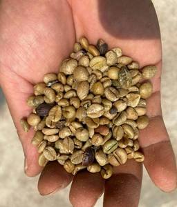 เมล็ดกาแฟดิบสีเขียวที่ทำความสะอาดแล้ว ไม่ผ่านการคั่ว - Product Image 1