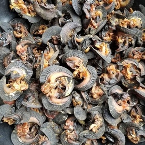 Escargots africains séchés riches en protéines 5-8cm, transformés par lyophilisation, emballage sous vide, qualité supérieure, viande gastronomique, 25kg, prix de gros, aliment naturel - Product Image 2