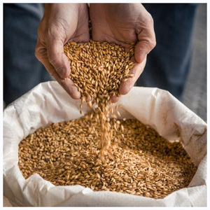 Granos de Cebada Pura de Alta Calidad para Malta |   Cebada para alimentación animal en venta al precio mayorista más bajo - Product Image 2