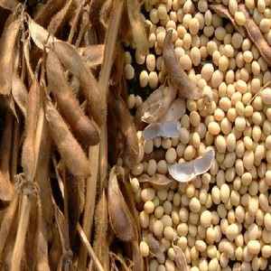 Semillas de Soja de Grado Mayorista, No Transgénicas, para Cultivo a Gran Escala con Rendimiento de Plantación de Calidad para Suministro Agrícola - Product Image 2