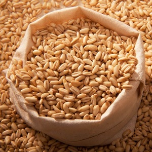 Offre Spéciale : Grains d'Orge Premium / Grains d'Orge pour Alimentation Animale / Grains d'Orge en Vrac / Grains de Malt d'Orge à Bas Prix - Product Image 1