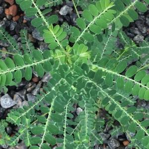 CRADLE of LIFE Phyllanthus Amarus (Bhumyamalaki/Bhumi Amla) Polvo Fino de Bhumi Amla Bhumyamalaki KILLI Keelanelli - Product Image 6