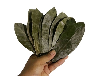 Feuilles de corossol vietnamien séchées au soleil, produit botanique naturel, qualité supérieure, soigneusement sélectionnées, propres, aromatiques, qualité export - Product Image 3