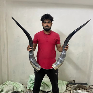 Hand Grinded Natural Polished Steer Horns 28-30" <b>Matching</b> pair <b>long</b> horn pairs for western style decor - Product Image 1