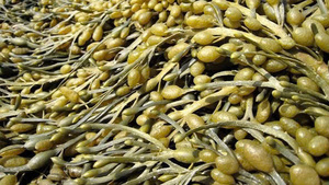 Fresh Bladderwrack Seaweed (Fucus Vesiculosus) for Food, Cosmetics & Herbal Applications - Product Image 3