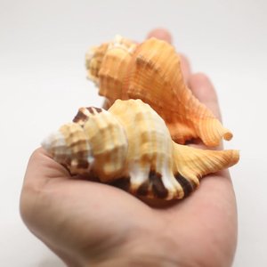 <b>Large</b> sea shell aquarium <b>fish</b> <b>tank</b> <b>ornament</b> cheap price natural seashells beach decor seashell - Product Image 3