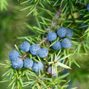 Suministro al por Mayor para Marcas de Marca Privada: Bayas de Junípero Naturales Secas a Granel de Calidad Premium, Orgánicas, Nueva Temporada 2026 - Product Image 3