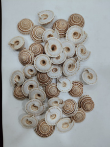 Venta al por mayor de conchas marinas MARRÓN Y BLANCO CON ALTA CALIDAD Y PRECIO COMPETITIVO DE VIETNAM HECHO A MANO - Product Image 2