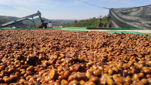 Healthy Organic Arabica Green <b>Coffee</b> <b>Bean</b> Vietnam Origin Non-GMO Gluten-Free Whole Grain Nutritious Food Bulk Supply Factory - Product Image 5
