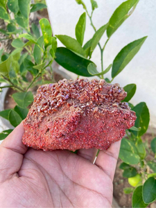 Grappe de cristaux de vanadinite naturelle |   Spécimen minéral rouge sur matrice |   Pierre de présentation pour collectionneur |   3,5 pouces - Product Image 2