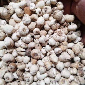 Fritillaria Cirrhosa/Jungli Lasun - Product Image 1