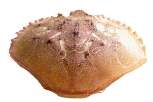 Cáscara de Cangrejo Seca, Fuente Natural de Carbonato de Calcio - Katty - Product Image 3