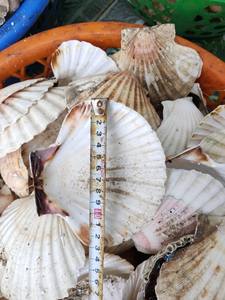 เปลือกหอยตกแต่งจากเวียดนาม/ยอดเยี่ยมสำหรับชิ้นกลางศิลปะบนผนังและของขวัญเฉพาะบุคคล - Product Image 5