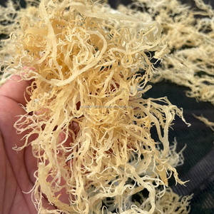Spinosum Blanco de Grado de Exportación de Vietnam |   Humedad 33% Máx. – Limpio y Natural - KIM MINH INTERNATIONAL - Product Image 1