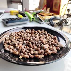 Grande nouvelle culture de ricin fraîche de haute qualité alimentaire indienne pour la consommation animale exportation de produits agricoles de l'Inde - Product Image 5