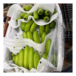 Bananes Cavendish vertes de qualité export, cultivées naturellement, fraîches, pour la vente en gros et l'usage commercial - Product Image 2