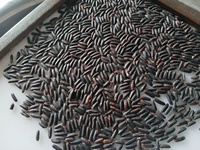 Riz noir vietnamien au jasmin séché, qualité export premium, nutritif, grains entiers, long grain, 5% de brisure, sans OGM, durée de conservation 2 ans