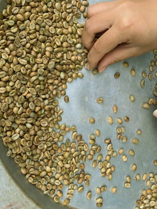 Grains de café vert Arabica de spécialité, taille 18, Vietnam, 100% naturel, haute qualité, brisures noires 0,1%, vente en gros, export, marque TNFOOD - Product Image 2