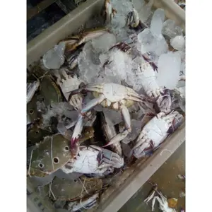 Crab supplier Available product from us, frozen crab