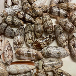 เปลือกหอยทะเลธรรมชาติ ยอดขายดีที่สุด เหมาะสำหรับตกแต่งชายหาด งานศิลปะ และงานฝีมือ - Product Image 6