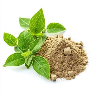 Extrait de Gymnema Sylvestre en poudre de haute qualité, 25 à 75 % d'acide gymnémique, favorise une glycémie saine, export en vrac d'Inde - Product Image 4
