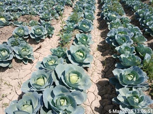 Semillas de Repollo Golden Acre 99% Pureza Natural 85% Germinación - Product Image 4