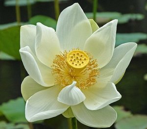 White Lotus Absolute Oil White Nelumbo Nucifera Absolute Oil 100% Aceites Absolutos Orgánicos y Naturales Precio al por mayor a granel - Product Image 2