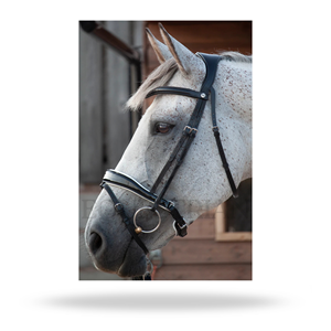 Bridon de dressage breveté avec rembourrage blanc, taille complète, pour l'équitation anglaise - Product Image 4