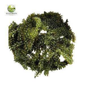 Snack de vigne de mer déshydratée de haute qualité, caviar vert salé, algues marines Umibudo, qualité export en vrac, snack d'algues en gros - Product Image 2