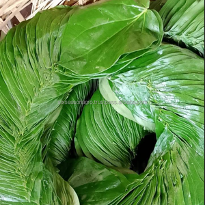 Hojas de Betel Frescas Premium, Hojas de Paan Verdes Naturales de Bangladesh, Calidad de Exportación a Granel, Hojas de Betel Frescas Premium, Hojas de Paan Verdes Naturales - Product Image 2