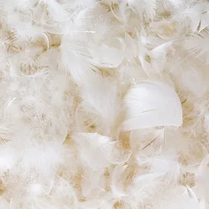 Plumas de Pato Teñidas de Primera Calidad, Selección al por Mayor, Marca Personalizada, Relleno Suave Hipoalergénico para Tapicería y Manualidades, Naturales - Product Image 5