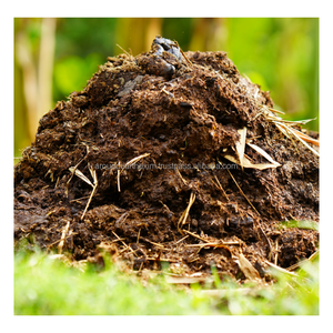Engrais en poudre de fumier de vache de qualité supérieure, engrais naturel et organique pour l'enrichissement du sol, pour les jardins domestiques, les pépinières et l'agriculture - Product Image 1