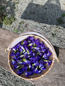 Bulk Selected Dried Butterfly Pea Flowers Natural Blue Petals Herbal <b>Slimming</b> <b>Tea</b> Beverage Processing Wholesale Vietnam Supply - Product Image 6