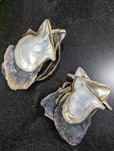 Proveedor de Conchas Marinas de Vietnam – Conchas Decorativas Naturales, Exportación al por Mayor - Product Image 6