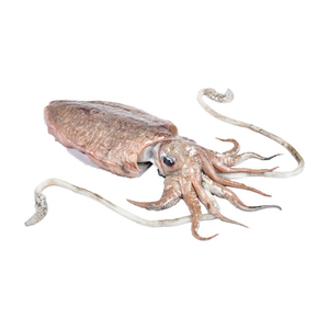 Good Quality Frozen Whole Round Fresh Cuttlefish With Block Freezing No Soaking - Product Image 2