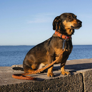 Wholesale Durable Leather <b>Braided</b> Dogs pet Collars crafted from genuine <b>braided</b> leather for long lasting reliability for sale - Product Image 1