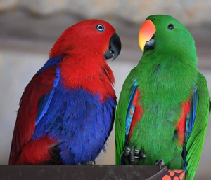 Live Eclectus Parrots for Breeding <b>Aviaries</b> Ornamental Bird Keeping and Wholesale Export Supply - Product Image 4