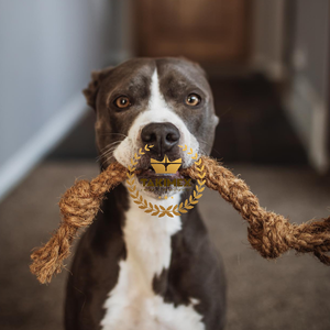 Premium Coconut Husk Rope Chew para perros de larga duración, juguete orgánico para masticar mascotas de coco - Product Image 3
