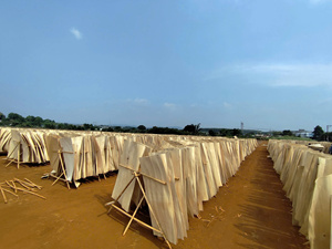 Placage de bois de caoutchouc du Vietnam 100 % naturel, coupé rotativement, écologique et durable pour la fabrication de contreplaqué - Product Image 2