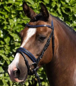 Licol d'entraînement robuste en nylon pour chevaux de taille standard, extra large, avec sangle solide, pour pâturage - Product Image 6