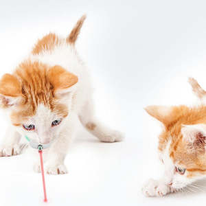 Collier interactif moderne et écologique pour chat avec laser, rechargeable par USB, réglable et auto-entretenant - Product Image 4