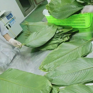 Pastel de Hoja de Dong Orgánico Envasado al Vacío, Congelado IQF, Grado Superior, Empaque OEM a Granel con Conservación de Agua - Product Image 6